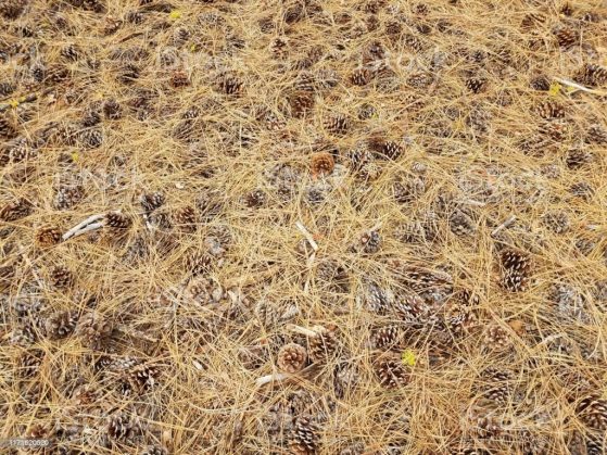 flammable organic materials; flammable organic debris; dry pine needles