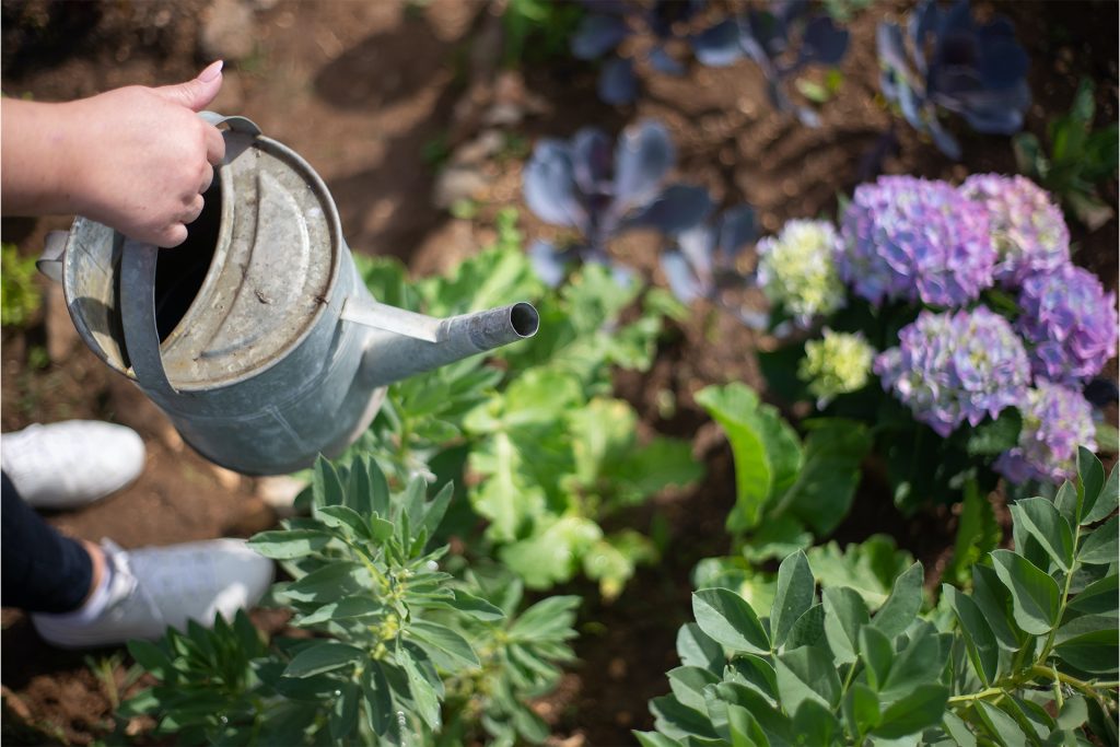 Watering flowers while homeowners are on vacation